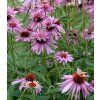 echinacea double decker 1