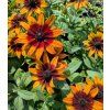 Rudbeckia hirta Rudy Sunse 2t