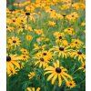 rudbeckia fulgida goldsturm 2