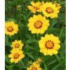 Coreopsis lanceolata 'Sterntaler' 2