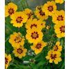 Coreopsis lanceolata 'Sterntaler' 1