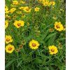 Coreopsis lanceolata 'Sterntaler'
