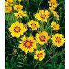 Coreopsis lanceolata 'Sterntaler' 3