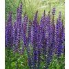 salvia nemorosa mainacht 2