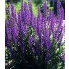 salvia nemorosa mainacht 1