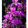 lythrum virgatum dropmore purple 1