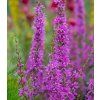 lythrum virgatum dropmore purple