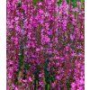 lythrum virgatum dropmore purple 2