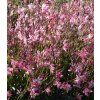 Gaura Little Janie 1