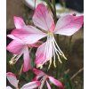 Gaura Little Janie 2