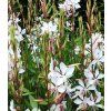 gaura lindheimeri white dove 2