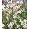 gaura lindheimeri white dove