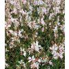 gaura lindheimeri white dove 1
