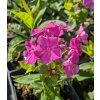phlox paniculatafamous purple 2