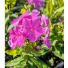 phlox paniculatafamous purple 1