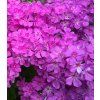 phlox paniculatafamous purple