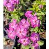 phlox paniculata bee best purple eye