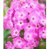 phlox paniculata bee best purple eye 1