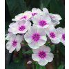 phlox paniculata bee best white pink eye