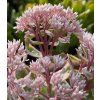 sedum la vien rose 2