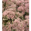 sedum la vien rose