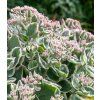sedum la vien rose 1
