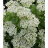 Sedum spectabile 'Stardust' 1