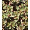 sedum spurium purpureum