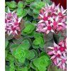 sedum spurium purpureum 1