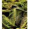 polystichum polyblepharum 1