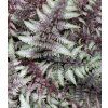 Athyrium niponicum pictum 1