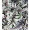 Athyrium niponicum pictum 2