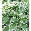 Hosta fortunei 'Albo Marginata' 1