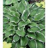 Hosta fortunei 'Albo Marginata' 2