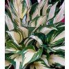 hosta 'Fire and Ice' 1