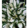 hosta 'Fire and Ice' 2