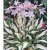 hosta 'Fire and Ice'