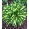 hosta lakeside little tuft 2