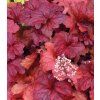 Heuchera Fire alarm 2