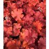 Heuchera Fire alarm