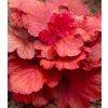 Heuchera Fire alarm 1