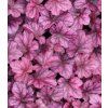 Heuchera 'Wide Rose'