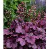 Heuchera 'Wide Rose' 1