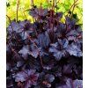 heuchera obsidian 1