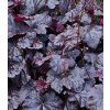 heuchera obsidian