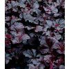 heuchera obsidian 2