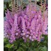 astilbe little vision in purple 1