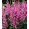astilbe little vision in purple