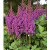 astilbe little vision in purple 2