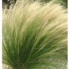 STIPA tenuissima 'Pony Tail'